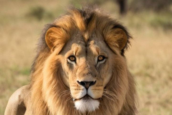3 Days Hluhluwe Game Reserve & Isimangaliso Wetlands from Durban - Photo 1 of 13